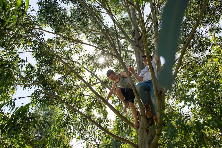 Two boys smile as they balance in the branches of a gum tree, the sun shining through the canopy of leaves.