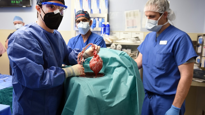 Three men in surgical scrubs standing around an operating table. One is holding up a pig's heart