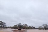 Man stands on small island with bike surrounded by muddy brown floodwater in western Queensland