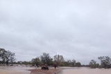 Man stands on small island with bike surrounded by muddy brown floodwater in western Queensland