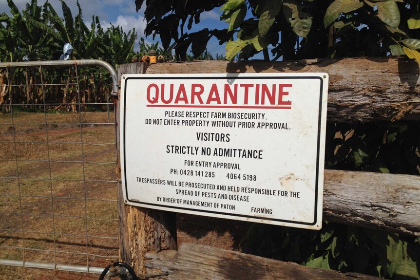 A quarantine sign on a banana farm in far north Queensland.