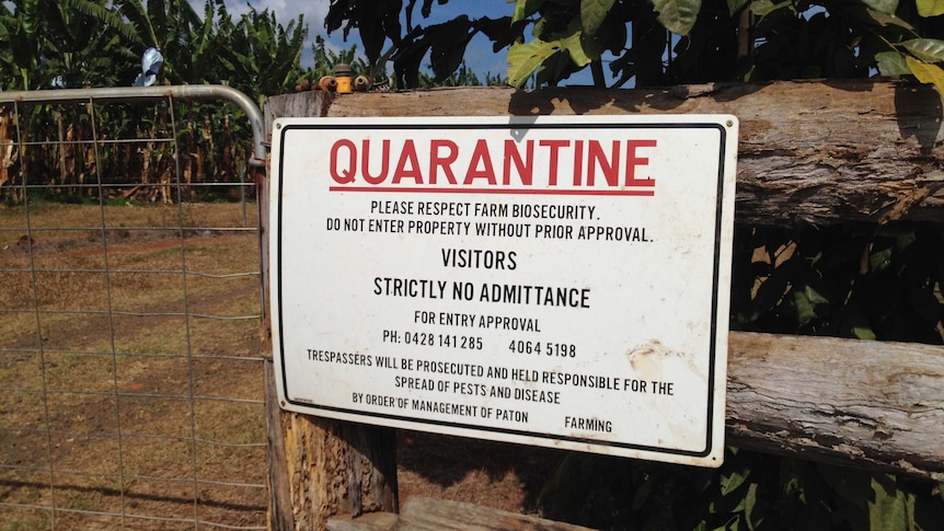 A quarantine sign on a banana farm in far north Queensland.