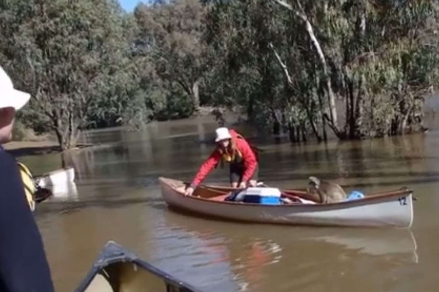 A koala sits on a seat in a canoe as a La Trobe University student pushes it to dry land.