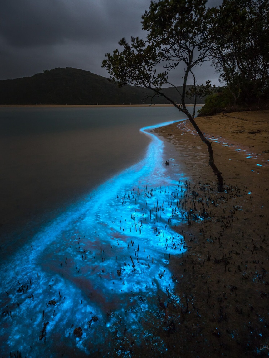 Bioluminescent algae, also known as 'sea sparkle', on a Tathra lagoon, in a story about regional tourism after natural disasters
