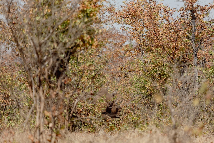 A white rhino in the bushes.