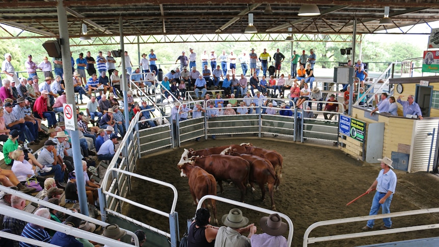 More than 100 people in the stands at the Grafton Saleyards watch a mob of brown cattle being sold in the auction ring.
