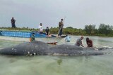 Researchers gather around a dead whale in shallow waters.