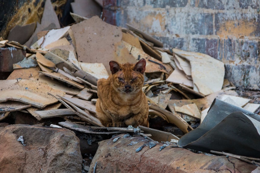 A cat sits on rubble left behind by bushfires in Terang.