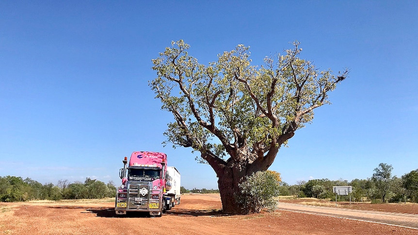 Large pink Mac truck sits off the highway beside a big boab tree.