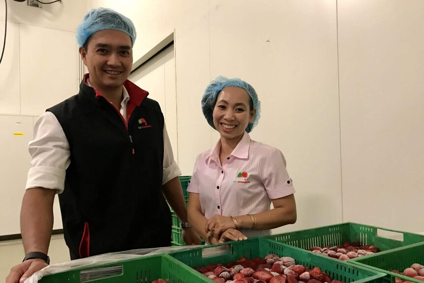 Toan Nguyen and Gina Dang at their strawberry property, SSS Strawberries, in Bundaberg.