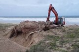 An excavator pushes a large whale carcass into a hole on a beach.