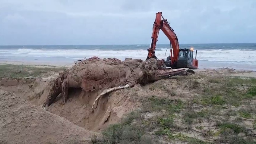 An excavator pushes a large whale carcass into a hole on a beach.