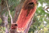 A tree at Surrey Downs in suburban Adelaide after shedding a limb which killed a man.