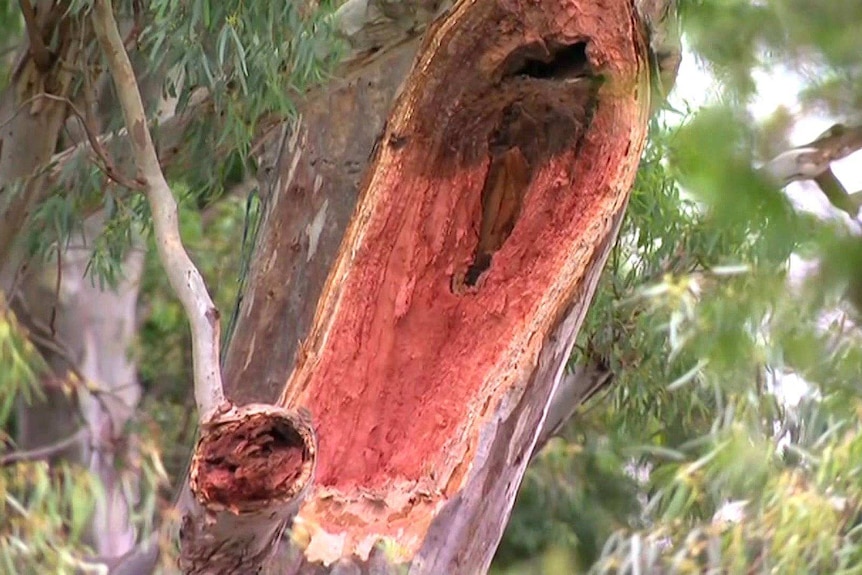 A tree at Surrey Downs in suburban Adelaide after shedding a limb which killed a man.