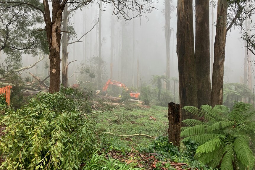 A digger works in a misty forest to clear downed trees.