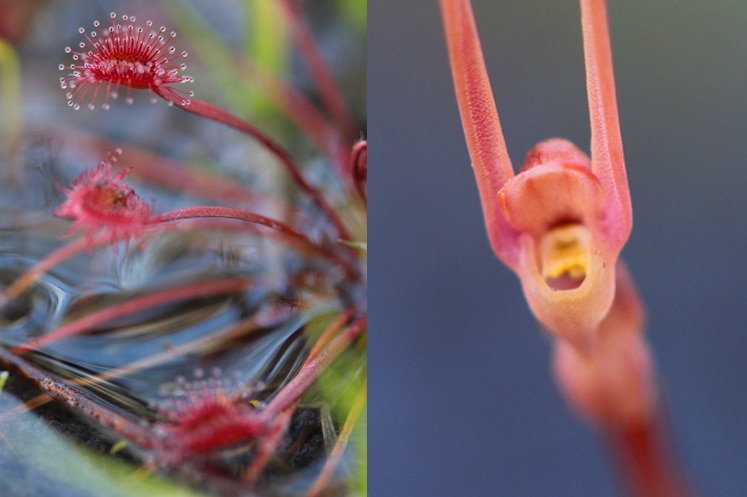 Carnivorous plants from sand plains near Darwin