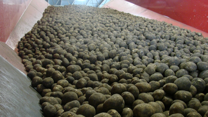 A tray of potatoes in a production line.