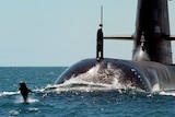 Collins class submarine HMAS Dechaineux cruises as a dolphin dances ahead of it.