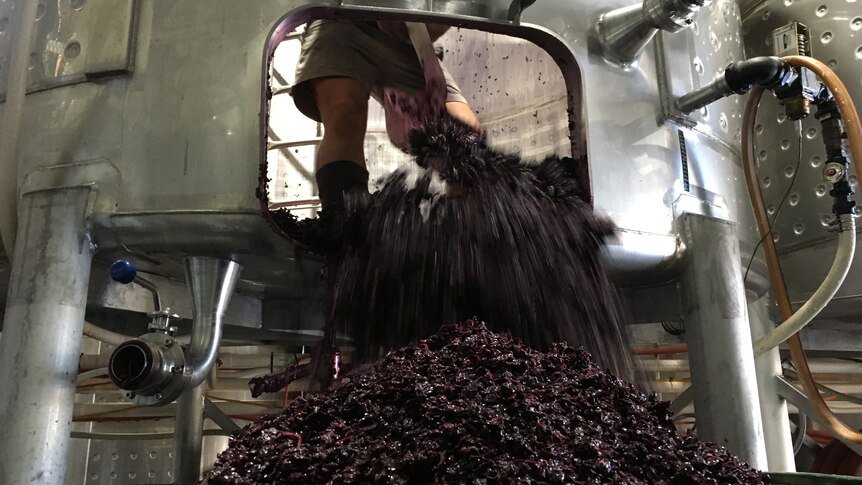 A man can be seen shovelling a mass of crushed grapes out of a steel silo.