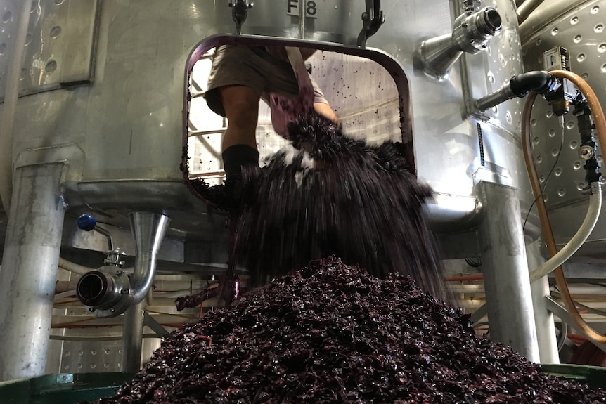 A man can be seen shovelling a mass of crushed grapes out of a steel silo.
