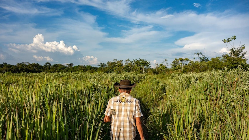 A man walks along a path with tall green grass on each side and blue sky