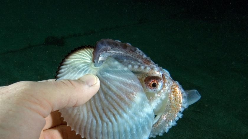 Female argonaut being examined underwater