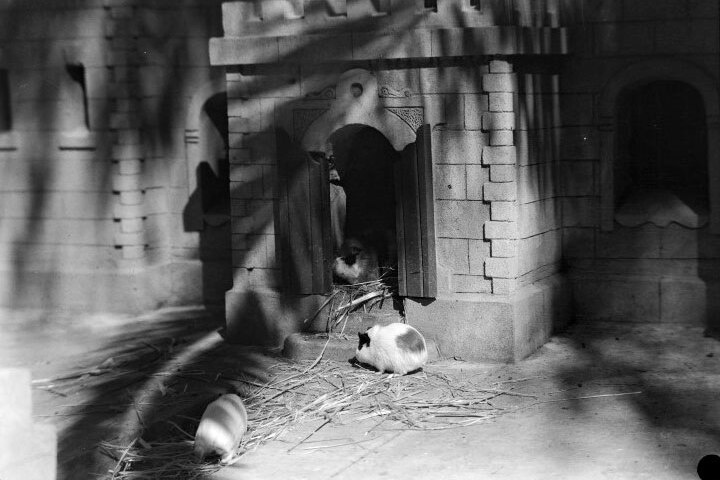 Black and white photo - Guinea pigs in castle like hutch at Perth Zoo, 1929