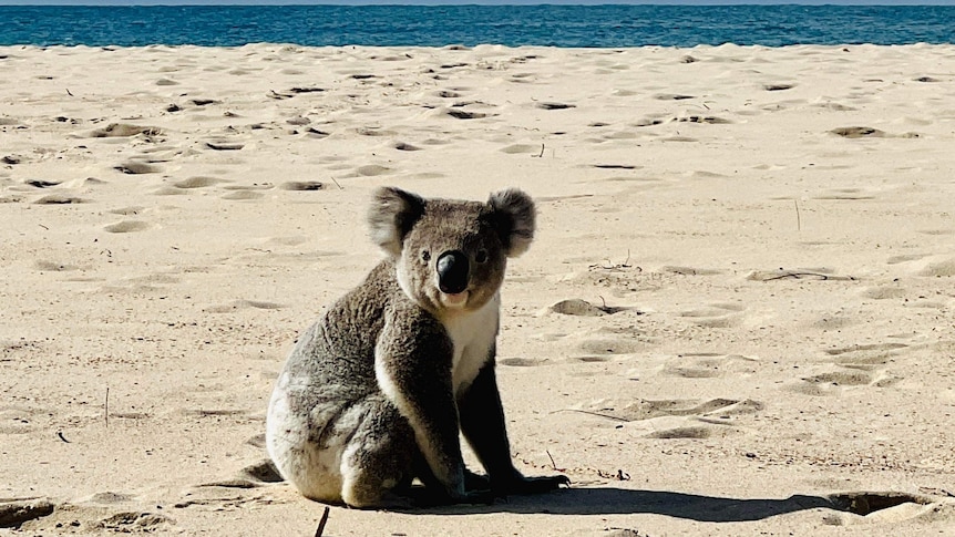 A koala sitting on the sand on a beach.