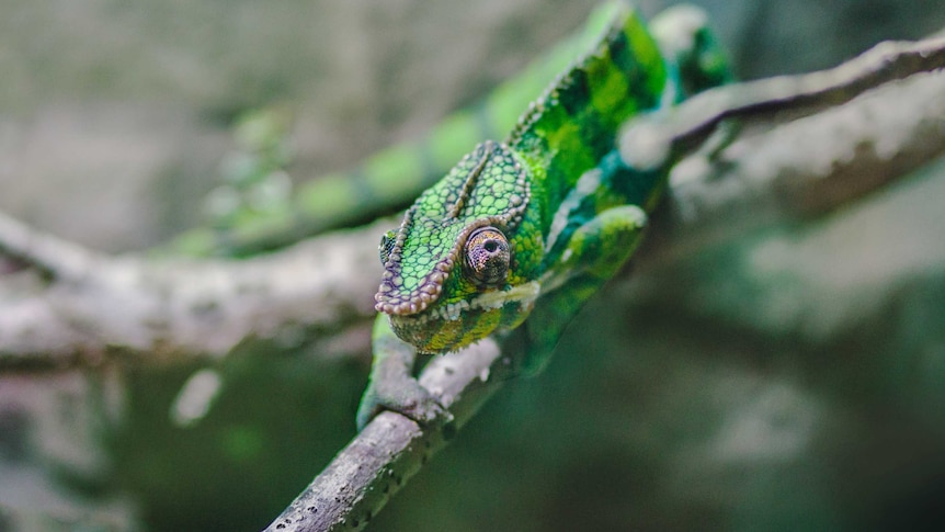 A green chameleon holds on to a tree branch in front of a leafy background.