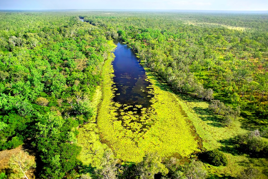 A large expanse of greenery surrounding a billabong filled with water.