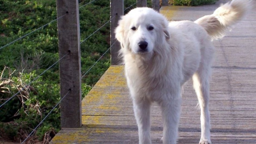 A white fluffy dog walking on a boardwalk.