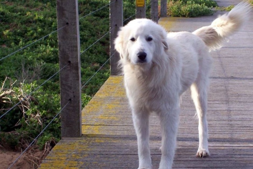 A white fluffy dog walking on a boardwalk.