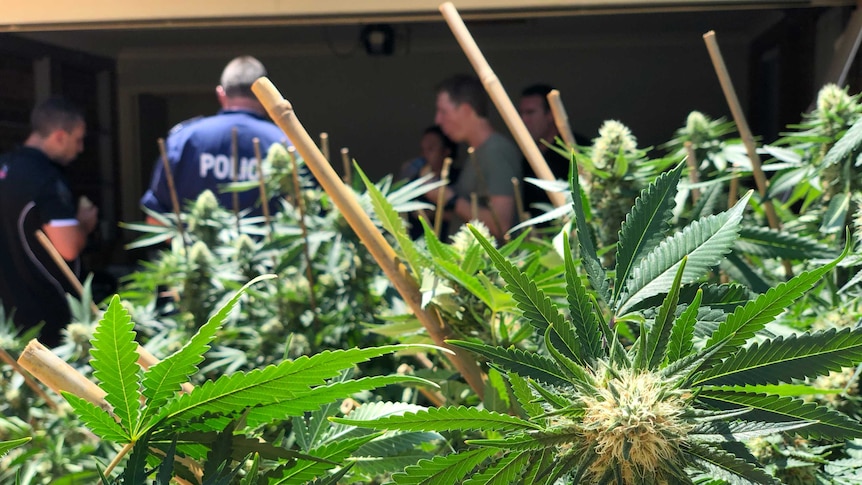 Cannabis plants in foreground, with police visible in background outside a residential home.