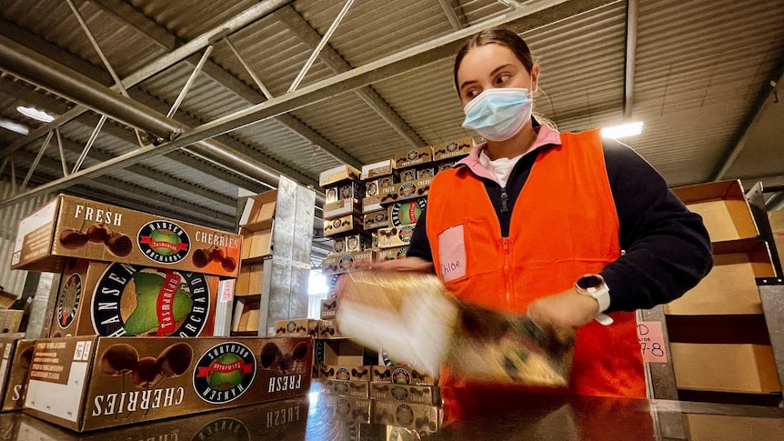 Young woman wearing a face mask working in a cherry packing shed.