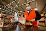 Young woman wearing a face mask working in a cherry packing shed.
