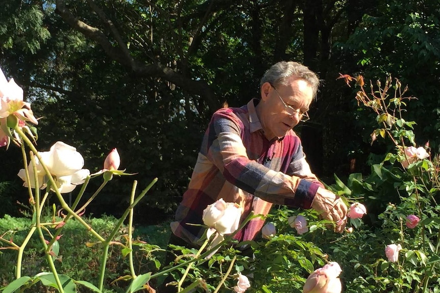 Man pruning roses in a garden.