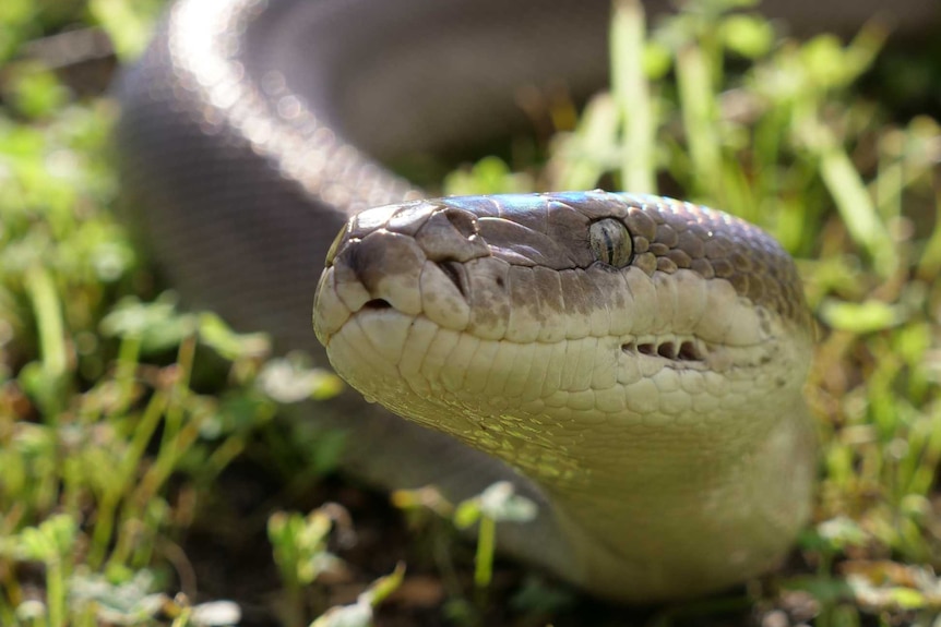 View of snake towards camera with body trailing behind on grass