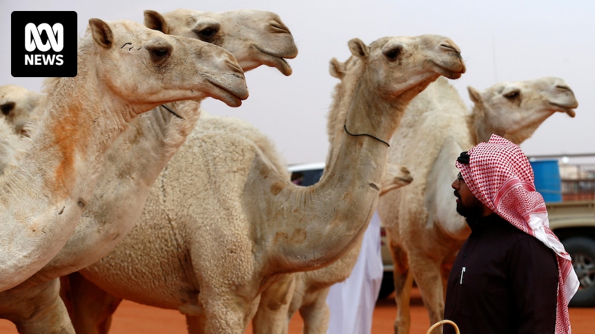 More than 40 camels disqualified from a beauty pageant over Botox injections