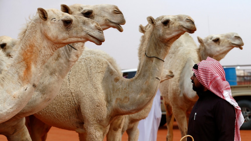 A man standing in front of a row of white camels. 