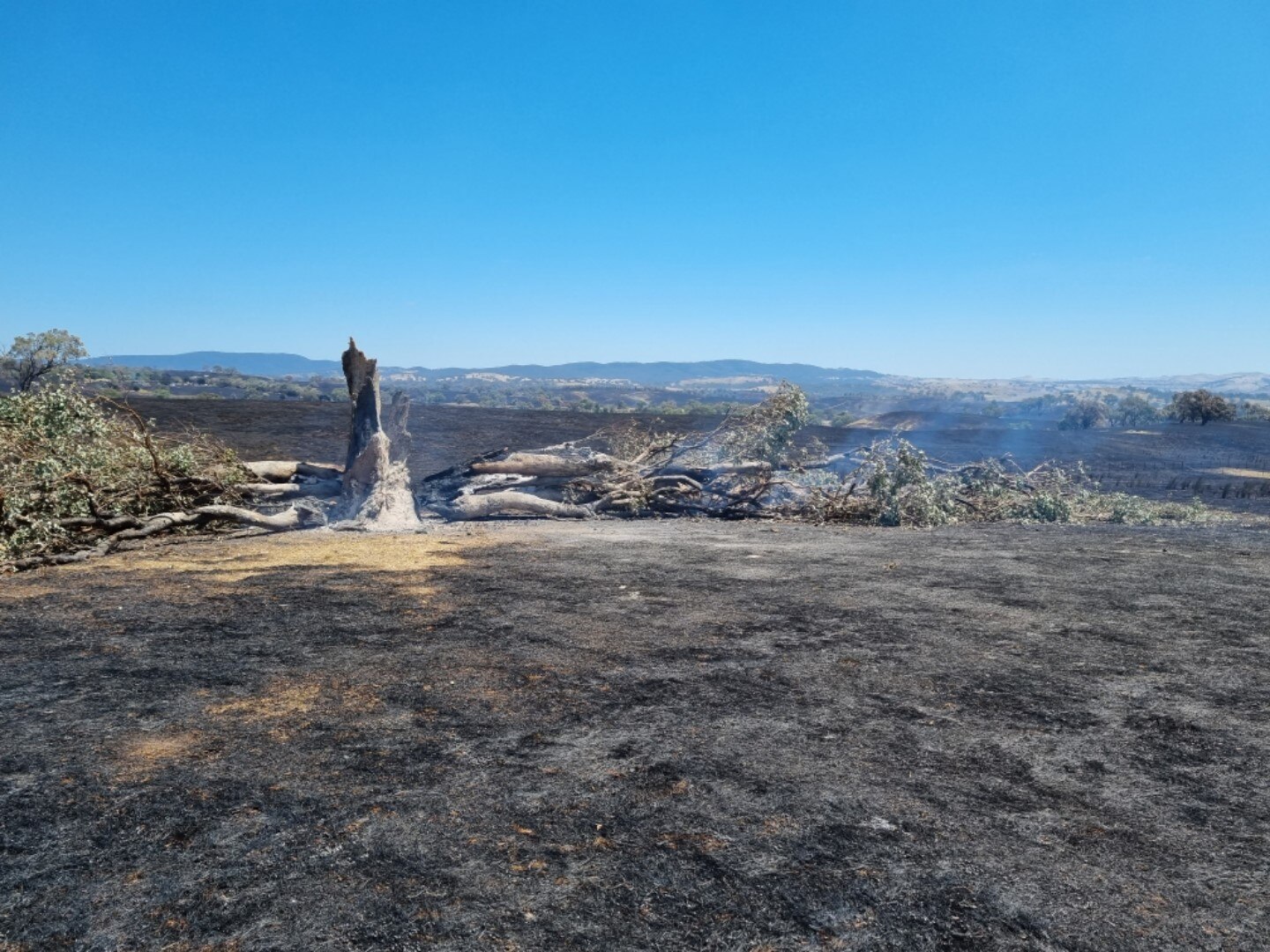 The smoking trunk of a gum tree surrounded by blackened grass. 