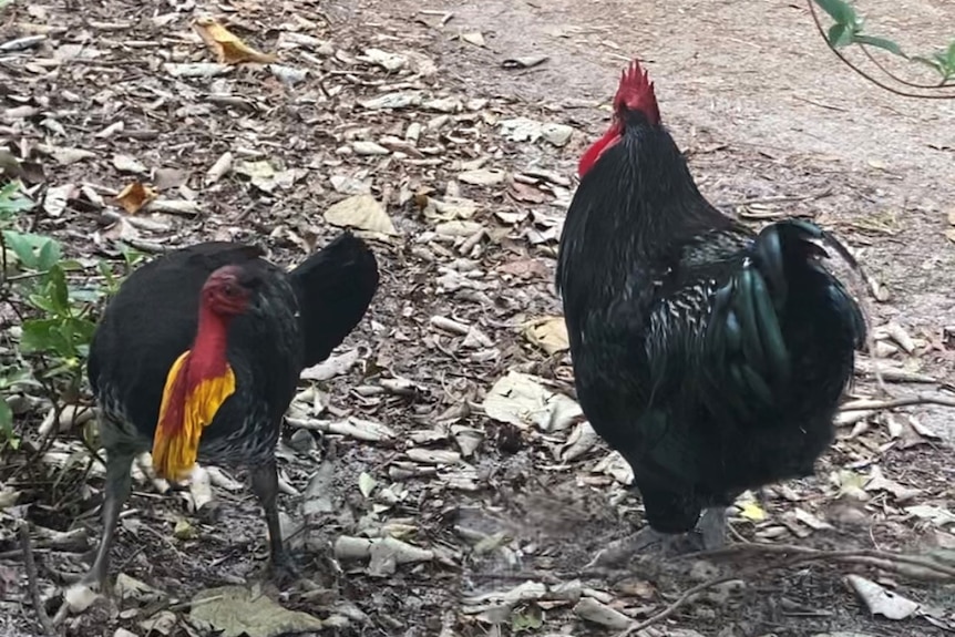 A female native brush turkey stands beside a large black rooster.