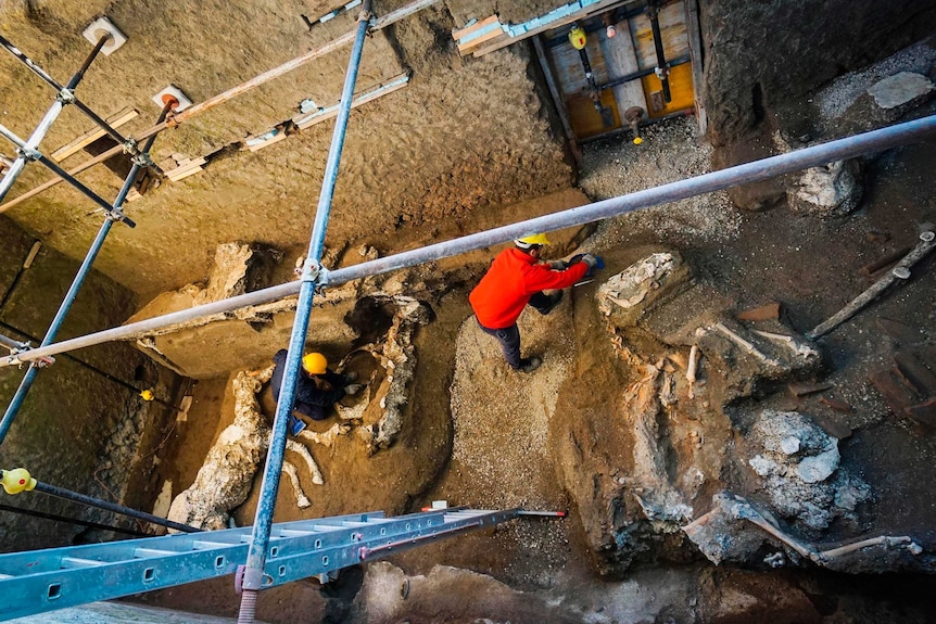 A bird's eye view of three horse skeletons being unearthed by an archaeologist in the ruins of a horse stable.