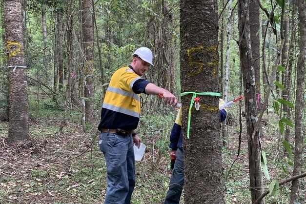 A man wearing a high visibility shirt and hard hat, injecting a tree. 