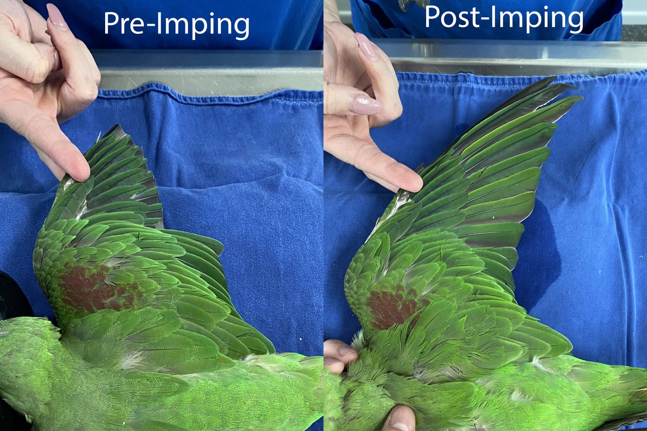 Green parrot before and after imping procedure. 