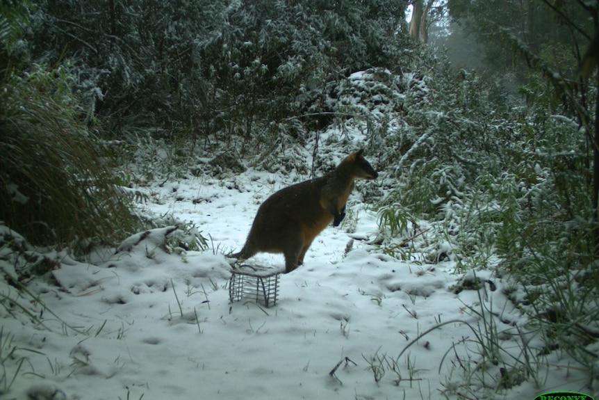 Wallaby jumping through snow in East Gippsland