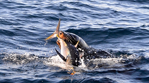 A seal grabs a fish