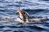 A seal grabs a fish