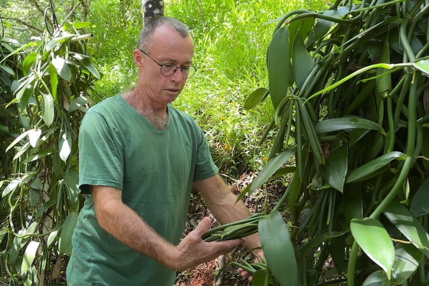 A man in a green shirt is holding green vanilla pods growing on a tall vanilla plant.