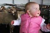 A baby in a pink jacket being held up in front of a mob of sheep in a shed.