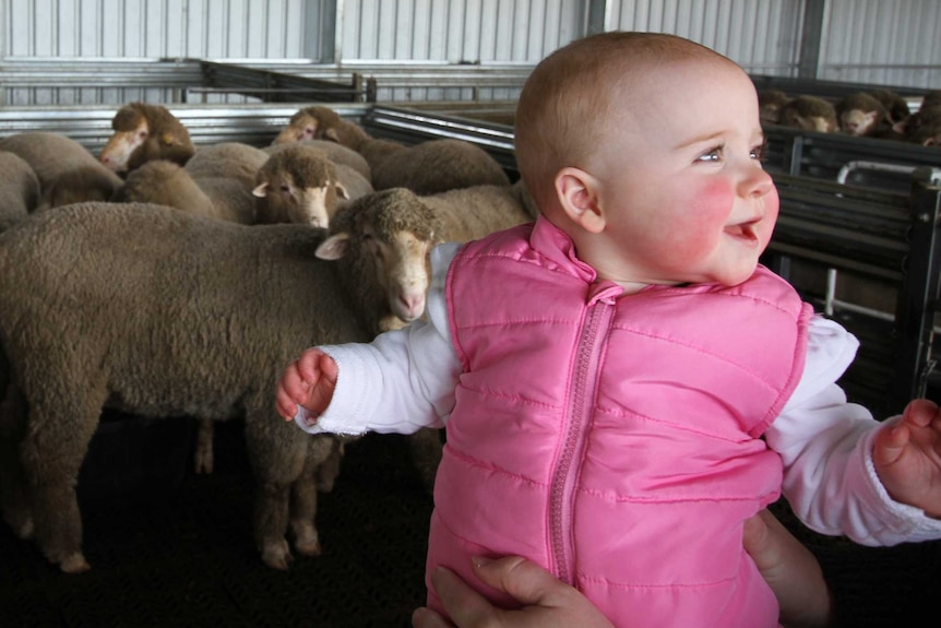 A baby in a pink jacket being held up in front of a mob of sheep in a shed.